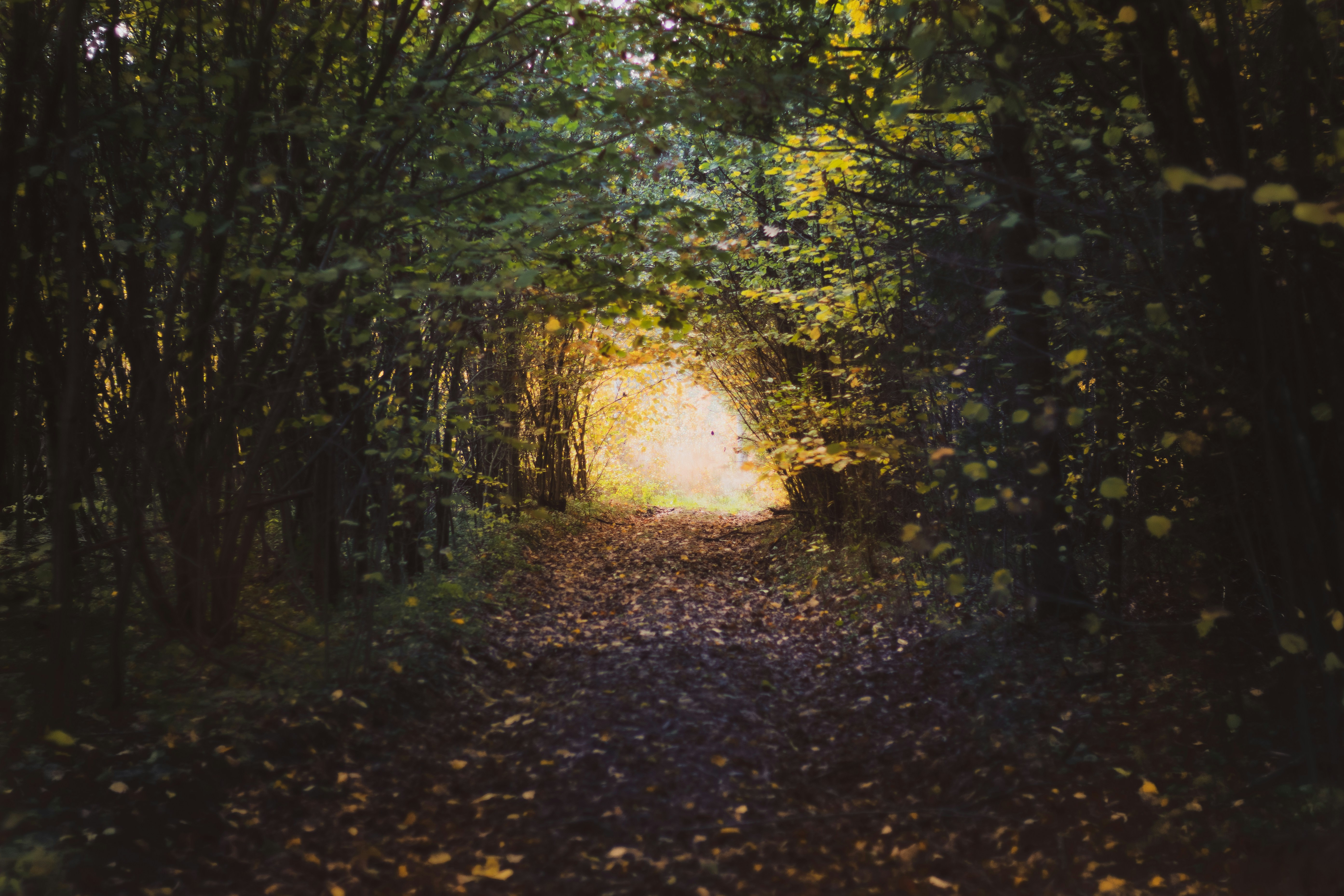 arch of trees