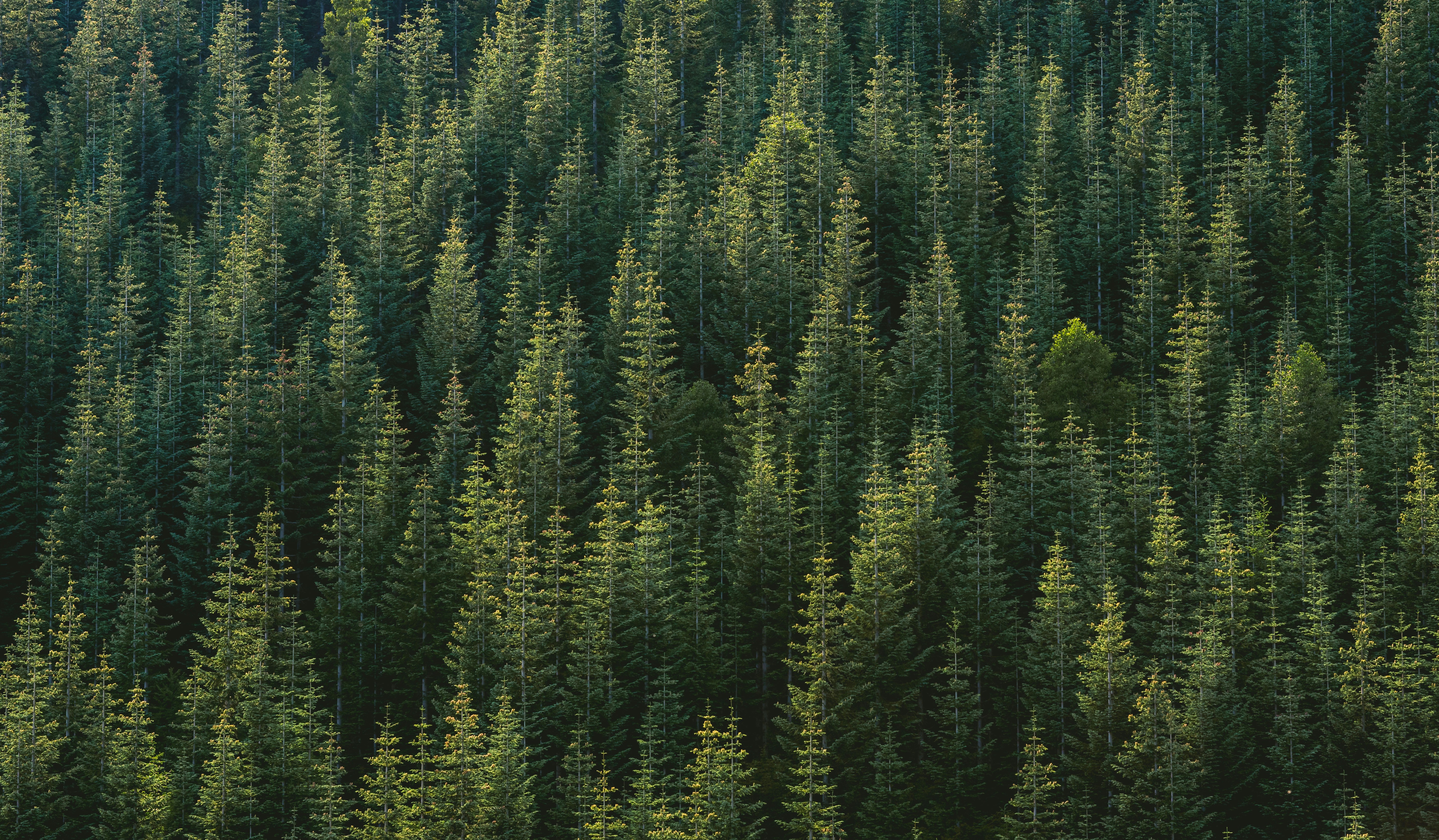 forest
